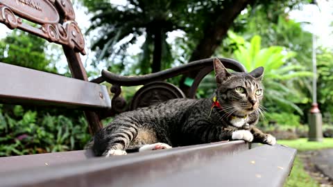 Beautiful cat on the bench in the square !!