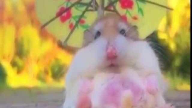 cute baby hamster Cuteness overload!