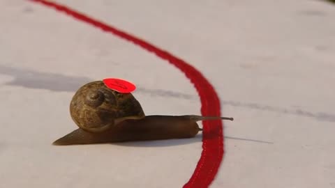 World snail racing champ crowned