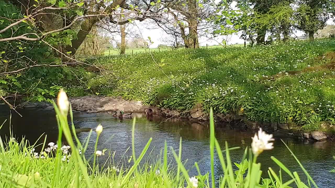 River Sound, Duck, Peaceful Relaxing Nature