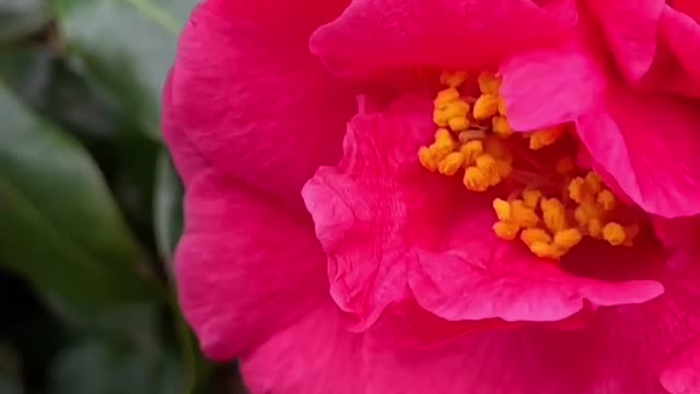 Camellia slomo
