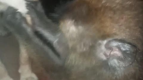 Cute Monkey Bonding With His Dog Bestie