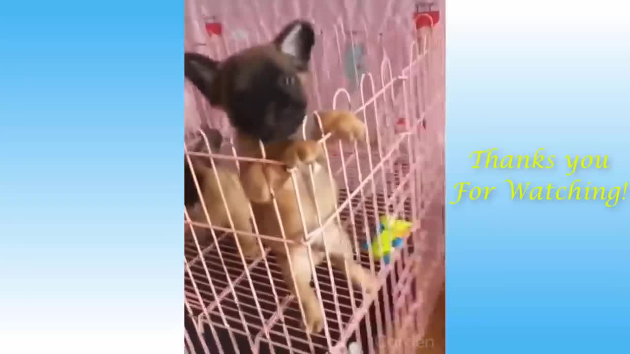 Pets And Funny Animals #16