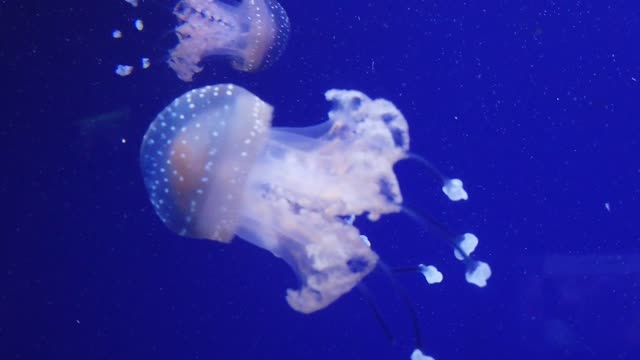 Amazing Jelly fish