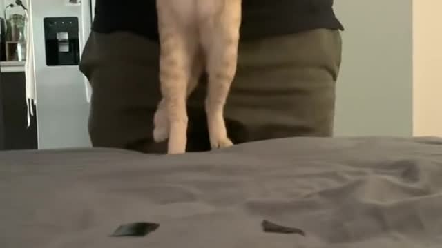 The cat heard the music and danced with it