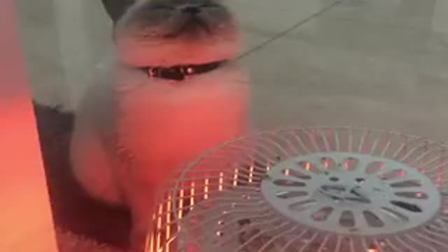 Cats and dogs enjoy the glowing warmth