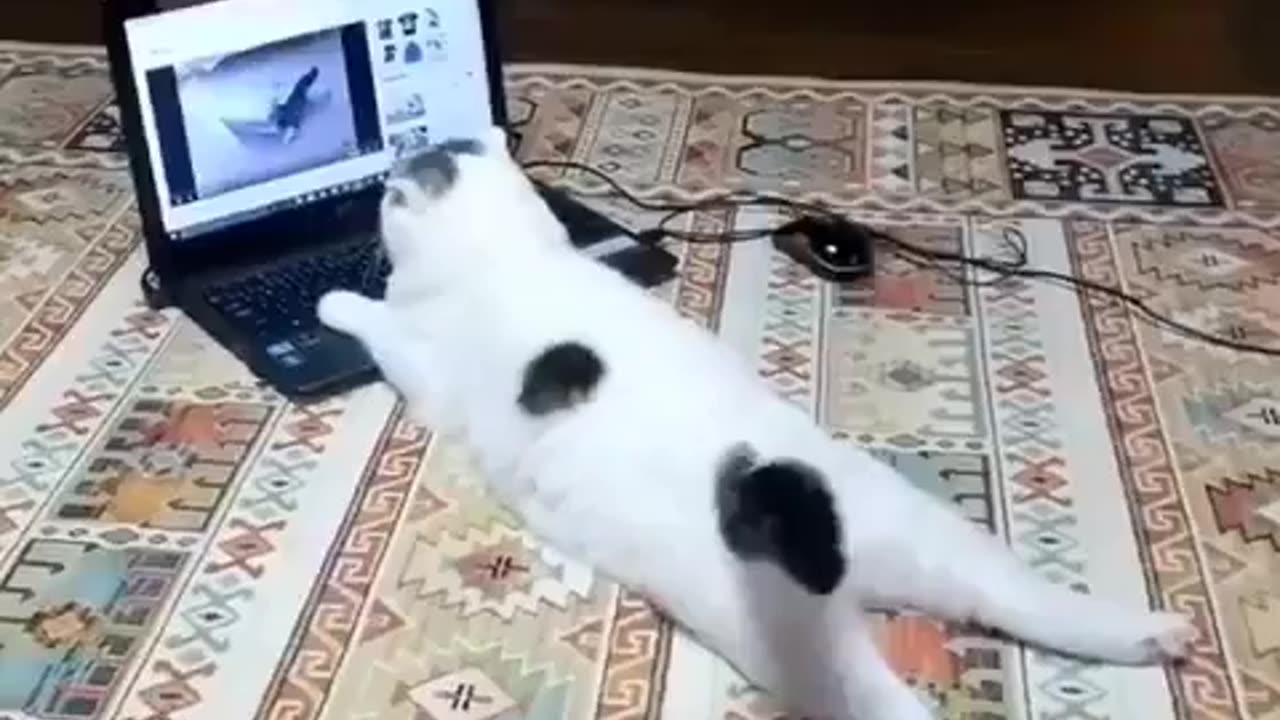 funny cats