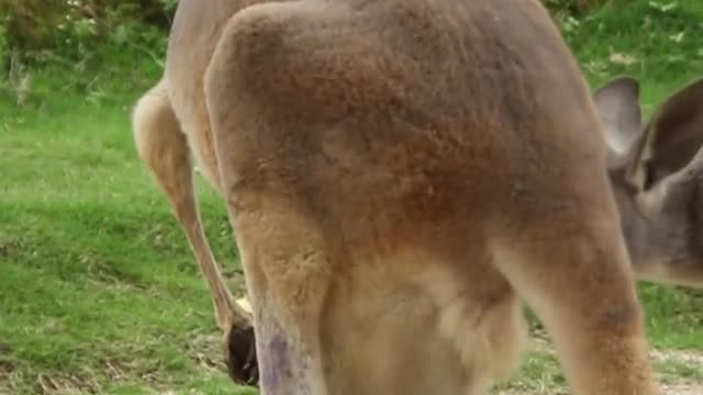 Kangaroo lying on the ground