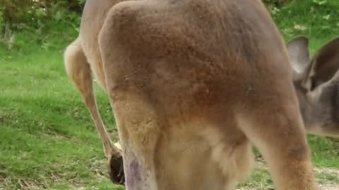 Kangaroo lying on the ground