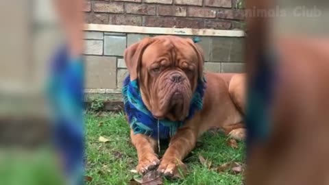 Funny animal compilation