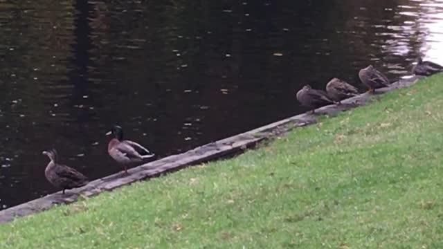 Ducks resting in the park lake