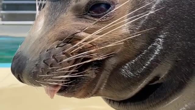 sealion#worldsealionday