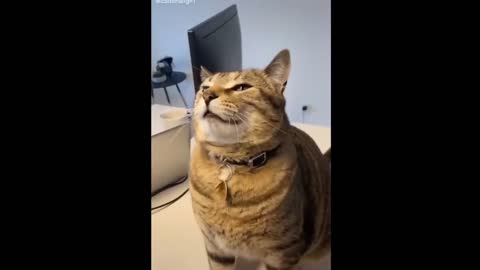 Wideo funny cats