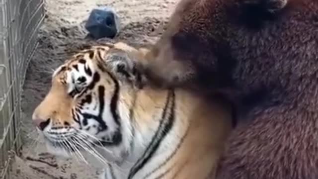 Tiger and Roar