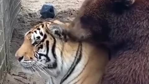 Tiger and Roar