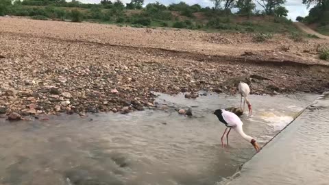 Convergence of Ancient Predators and Graceful Storks