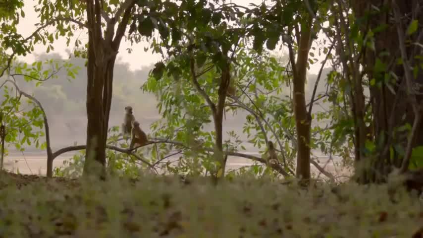 Africa's most Fearsome Hunters - Lion Pride Documentary HD