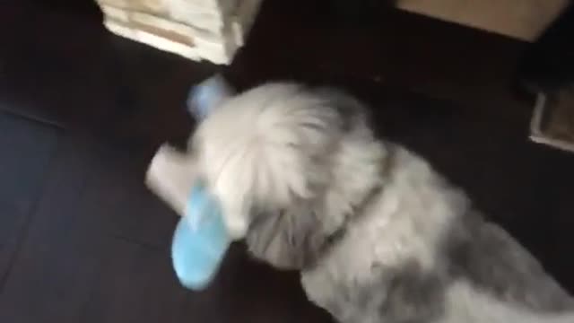 White grey dog walks on wooden floor with blue stuffed toy in mouth