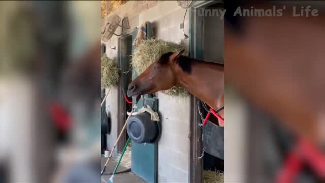 I can eat like this! Funny animals!