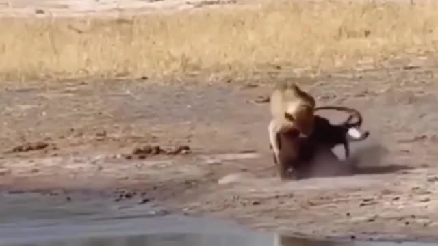 Best animal fighting funny video