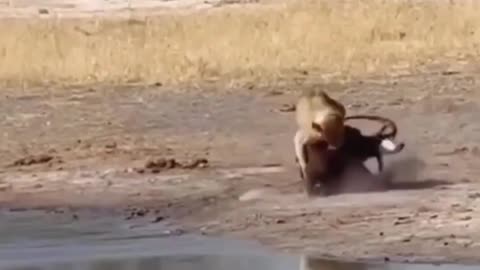 Best animal fighting funny video