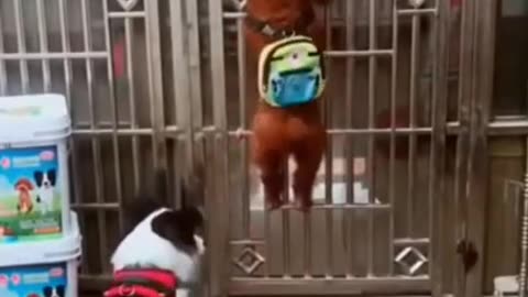 Funny Dog