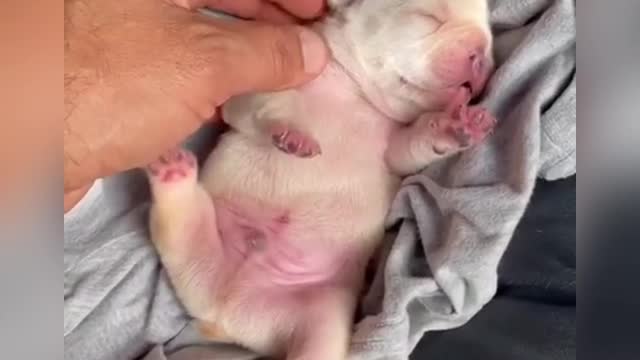 Cute Baby Dog