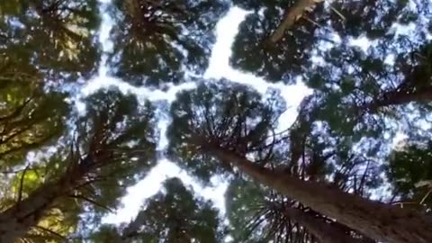 tree tops hug each other