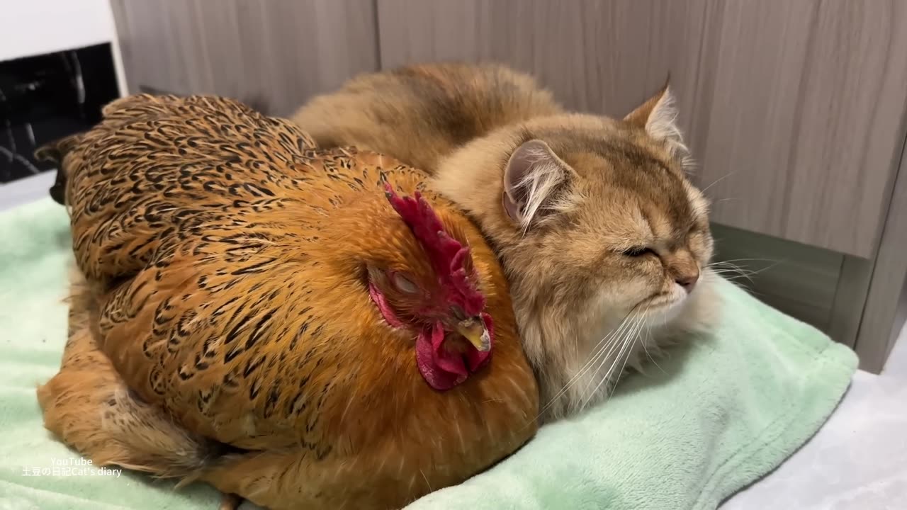 A hen follows the kitten home to cuddle up to sleep and watch movies.--Funny and cute animal videos