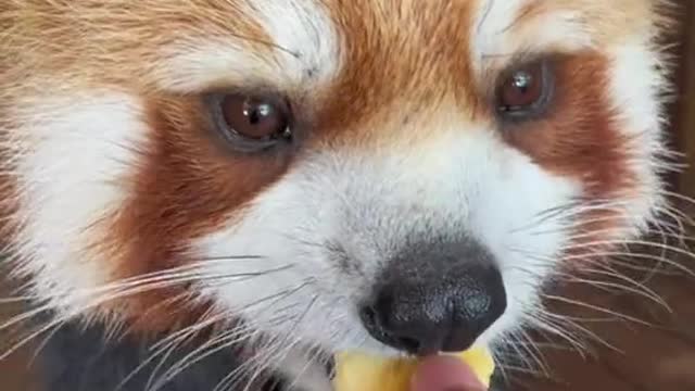 The little raccoon is so adorable when eating banana slices！