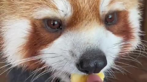 The little raccoon is so adorable when eating banana slices！