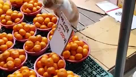 Baby cat helping the owner's job