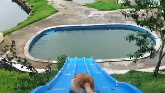 Dog funny video 😂😂