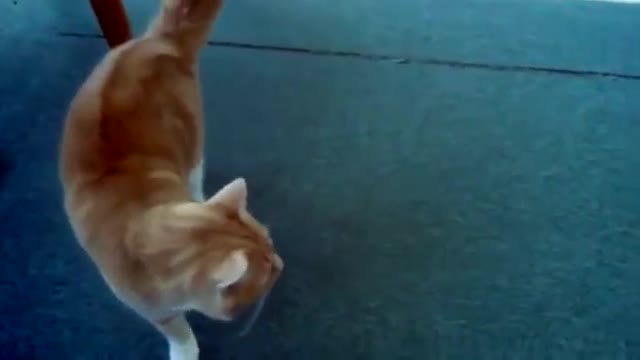 fall short and funny animal collection videos