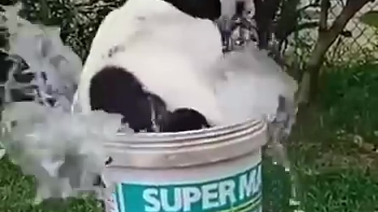 Funny cat