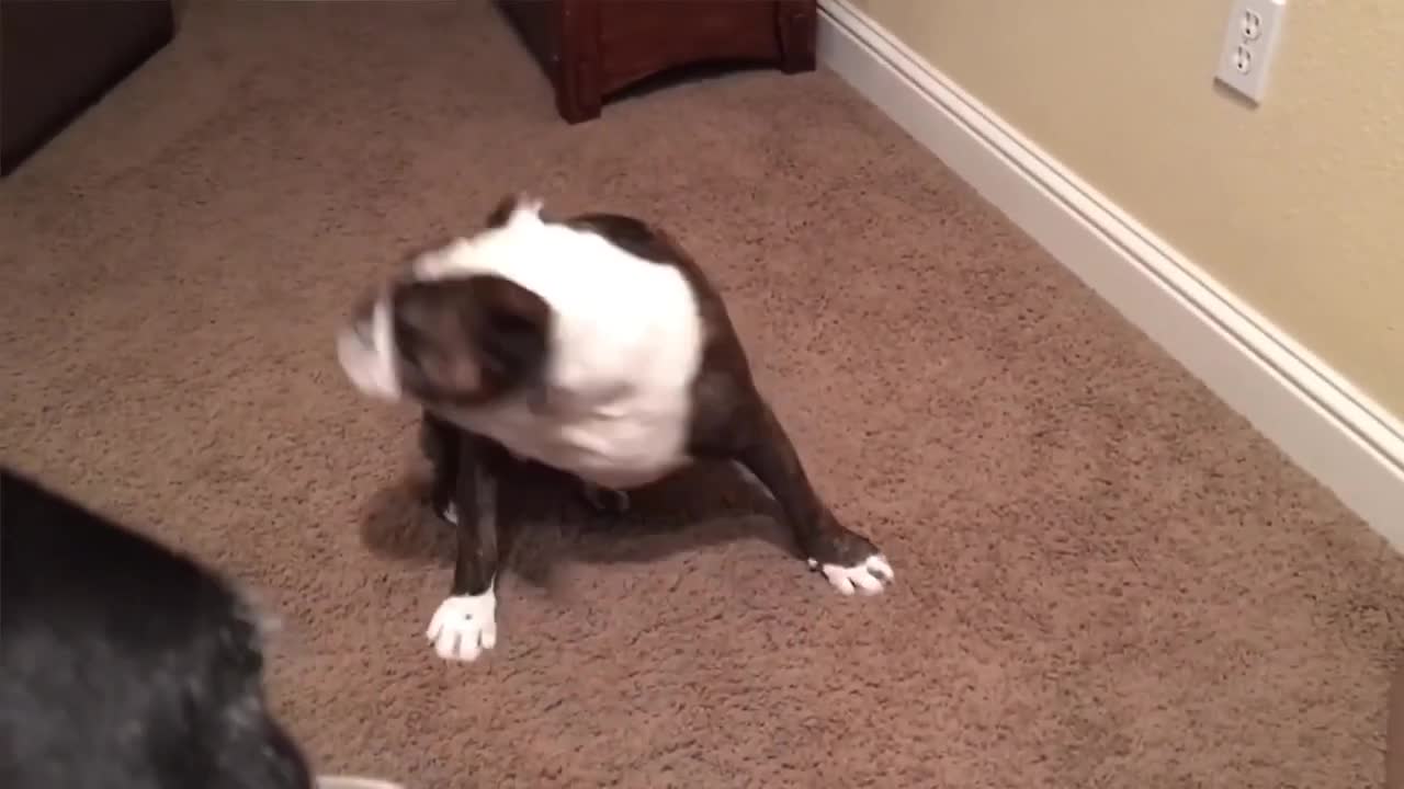 funny video for dog