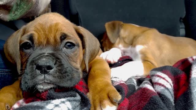 Cute Sleepy Puppies