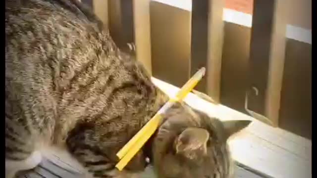 Now She Won't Fall off Again , Very Funny , Subscribe My Channel for more funny video