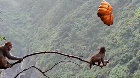 Monkey