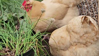 OMC! Chickens are worm hunting professionals! - Hens hunt for grubs & worms next to fence! #shorts