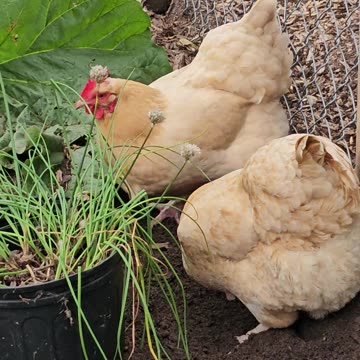 OMC! Chickens are worm hunting professionals! - Hens hunt for grubs & worms next to fence! #shorts