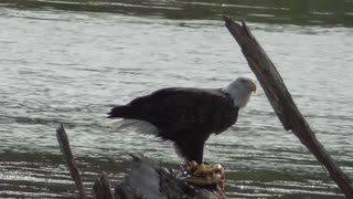 303 Toussaint Wildlife - Oak Harbor Ohio - Eagle Enjoys It's Catch