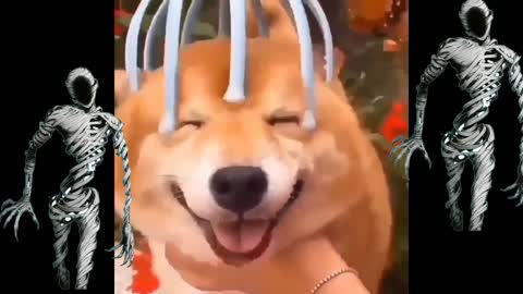 Don't be fooled by this cute dog 🐈