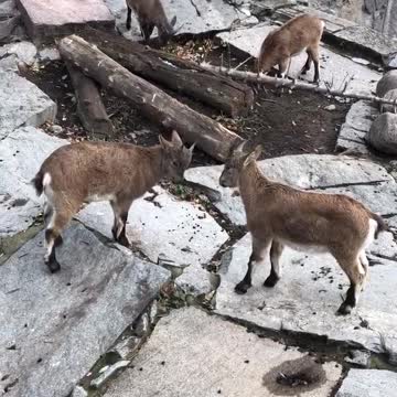 Quarrel of two mountain goats