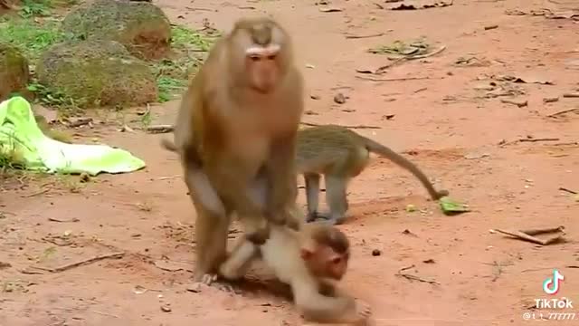 Monkey being mean to baby monkey
