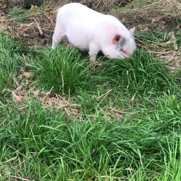 Miss Piggies Chewing