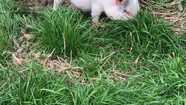 Miss Piggies Chewing