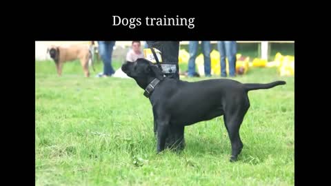 Dogs training