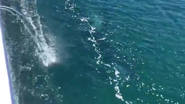 Killer Whale, amazing!