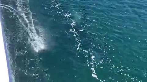 Killer Whale, amazing!